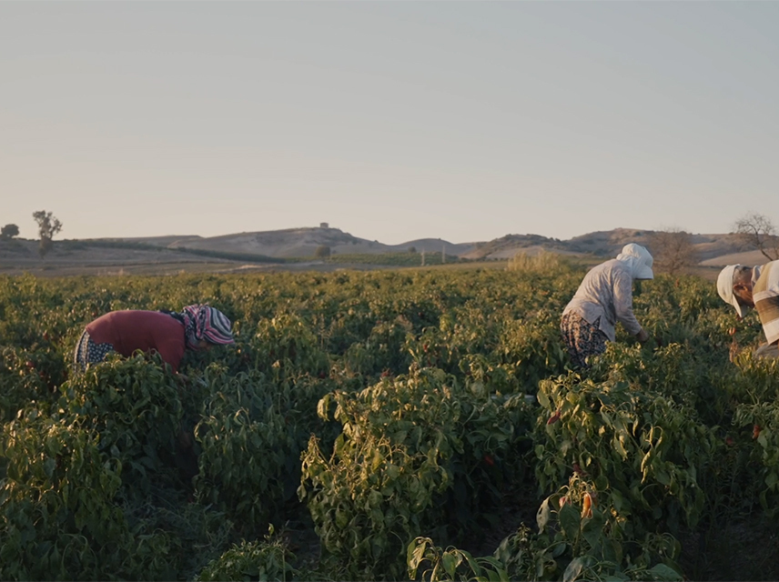 tomato pepper depression